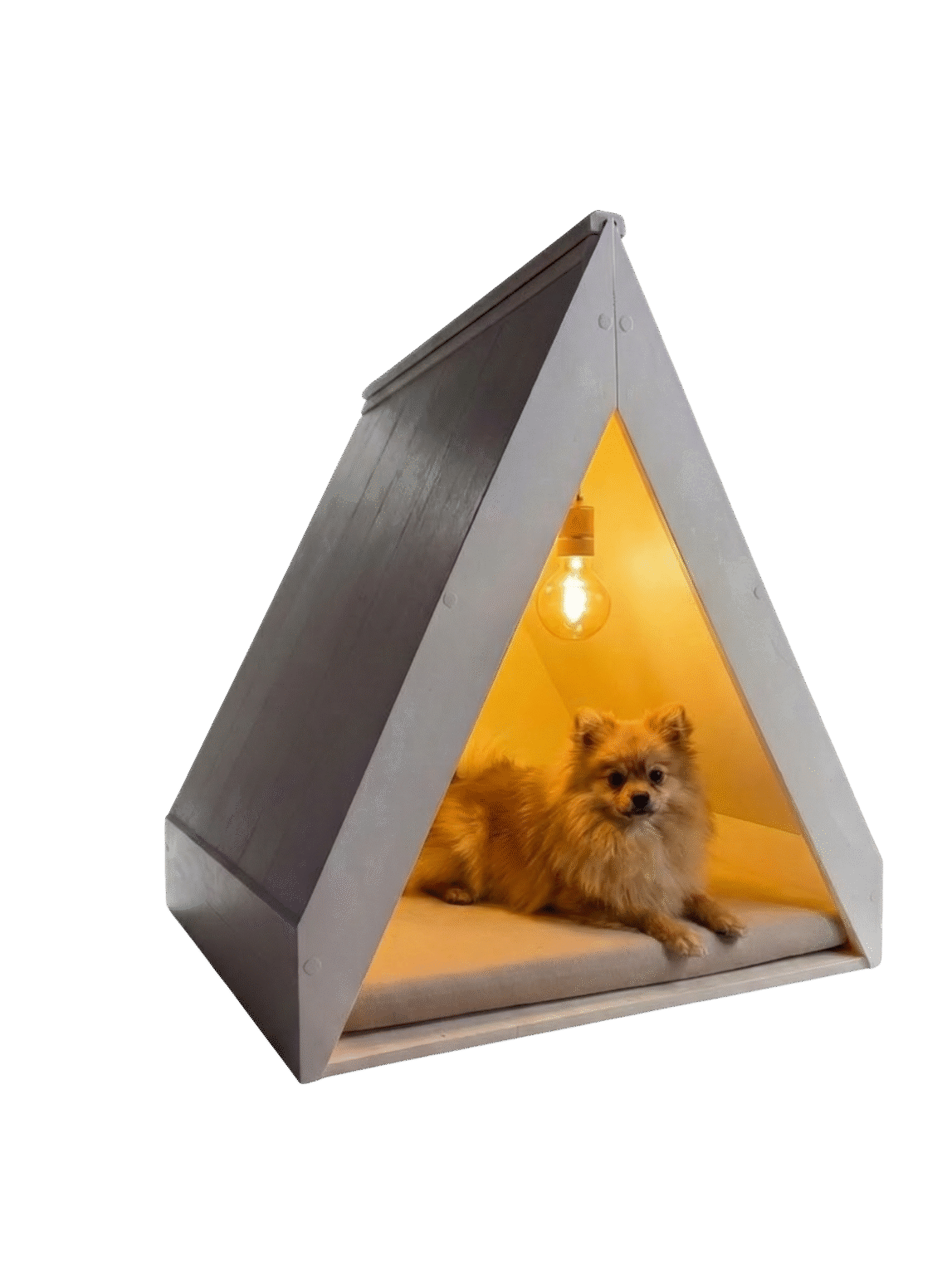 ALTUS COLLECTION pomerania acostado l sf